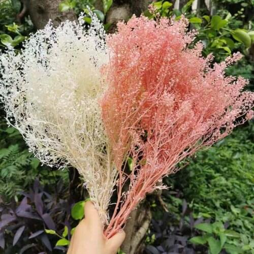 35-40CM/About 45-50g Real Natural Preserved Flowers Dried Flowers Mini Green Fan Bouquet,Eternelle Plant Dry Scallop Flower