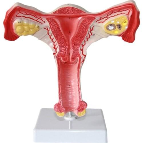 Uterine model vagina ovarian model female internal and external genital anatomy model