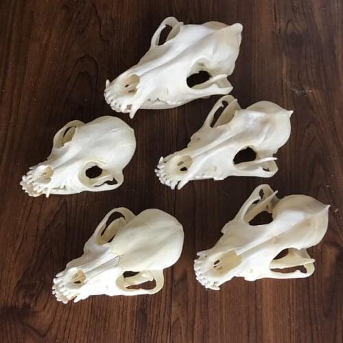 1pcs real Animal Skull specimen Collectibles Study Unusual Halloween