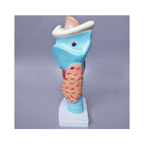 Anatomical model of larynx larynx laryngeal structure enlargement mold throat otorhinolaryngology medical teaching stereo