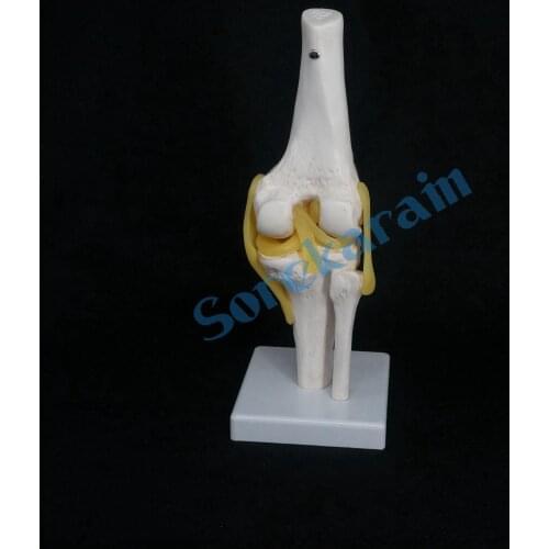 Life Size Knee Joint Anatomical Model Skeleton Human Medical Anatomy for Medical Science Teaching Resources