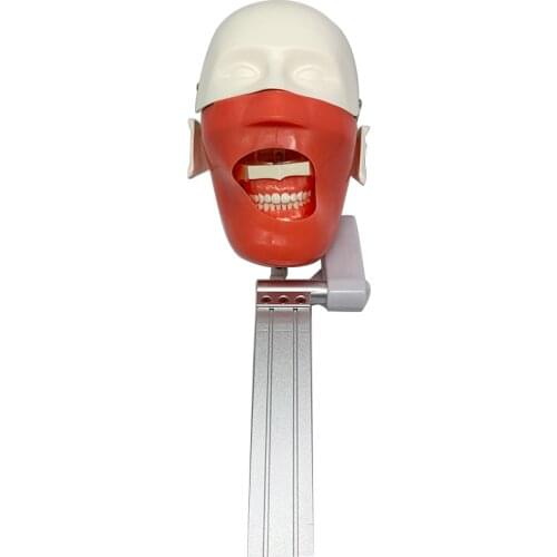 Dentist Practise Model Dental Phantom Head Simulation Dental Simulator Manikin Phantom Dental Models for Dentist Teaching