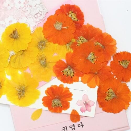 Small Cosmos Natural Dried Flower Plant Specimen Pressed Flower Frame Bookmark Epoxy Phone Case Handmade Material