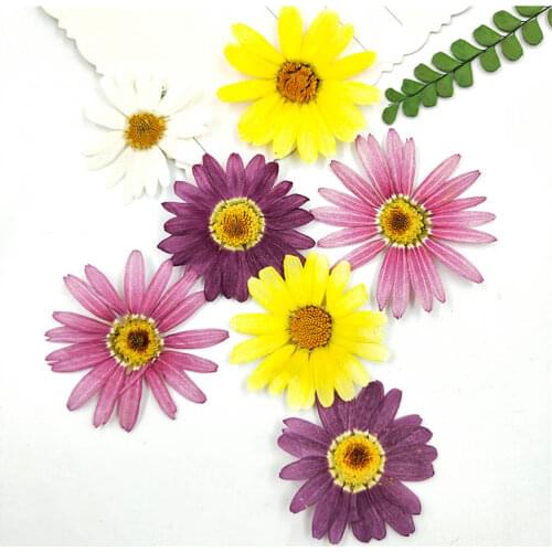 120pcs Pressed Dried Marguerite de Valois Flower For Jewelry Postcard Photo Frame Phone Case Bookmark Making DIY