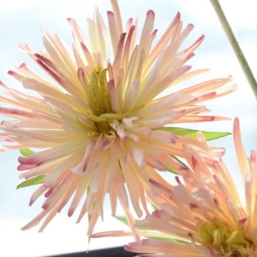 One bouquet 3 heads artifical Dragon claw chrysanthemum silk flowers Floor style new home decoration flower beautiful