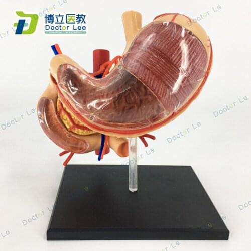 Mini Plastic Human Stomach Anatomicy Model for Childrens assembled toys and Medical Teaching Tool