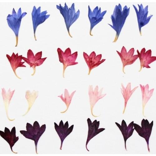 Cornflower Dried Flower Specimen DIY Hand-embossed Natural Plant Specimen Flower Material