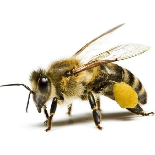 10Pcs Artificial Insect Bumble Bee Ant Trout Fly Fishing Lure Bionic Bait Tackle рыбалка