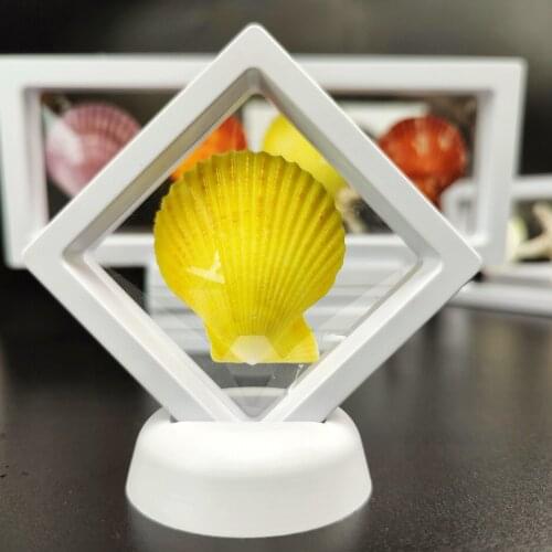 Natural SeaShell Conch Desktop Decoration Home Decoration DIY Epoxy Material Aquarium Childrens Toys Manual