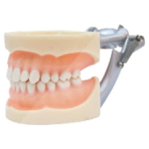 1pc Standard Model 28pcs Soft Gum teeth models Teeth Jaw Models for dental school teaching dentist dental teeth Models
