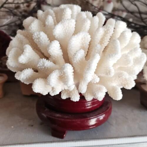 Natural White Coral Fossil Cluster Crystal Aquarium Landscaping Ornaments Decorationum Reef Specimen Home Decor Gift