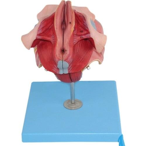 4 parts Anatomical model of female reproductive organs Median sagittal section, pelvic organs and female perineum