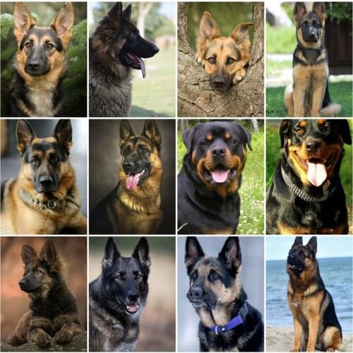 EverShine Diamond Mosaic Full Square Drill Dog Picture Rhinestones Diamond Painting Animal Bead Embroidery Cross Stitch Wall Art