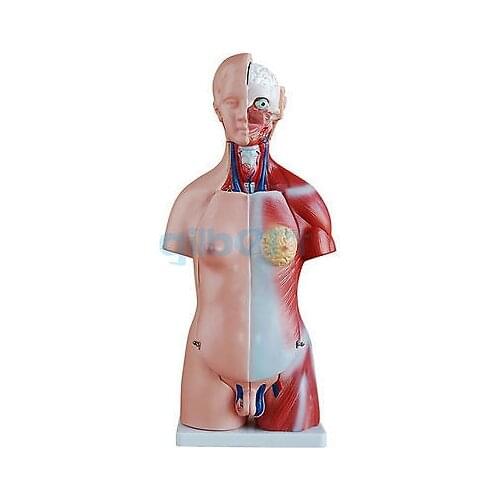 23 Part Unisex Human Torso Anatomical Skeleton Model teaching tool 45CM
