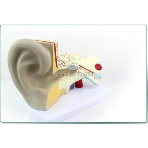 Ear Anatomic Structure Model,6 Parts Decomposition Model of the Ear,Ear Anatomy Model
