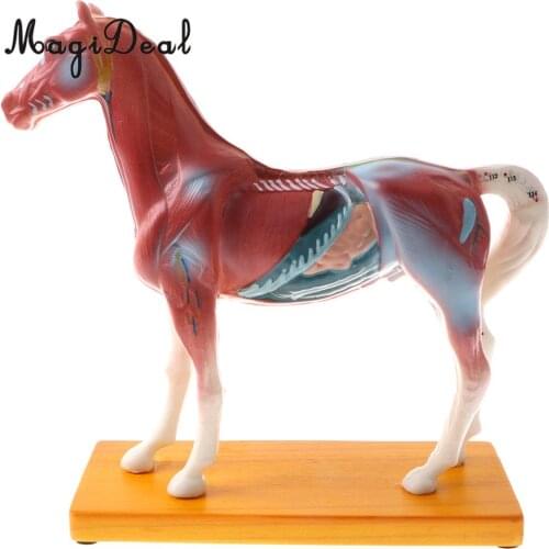 PVC Material 114 Acupuncture Points Horse Anatomical Model Educative Learning Aid Lab Equipment School Teaching Tool Toy