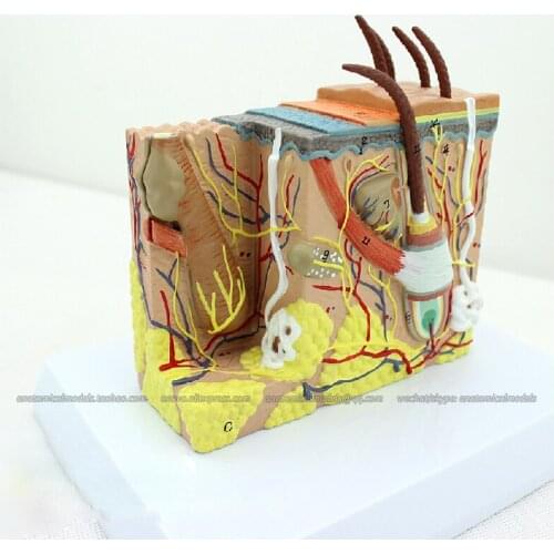 CMAM/12531 SKIN- Skin model, 35X life size , Human Skin Block Medical Teaching Anatomical Model