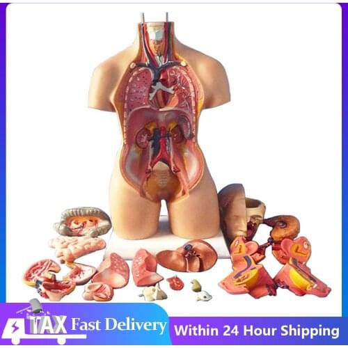 1Set 4D Anatomical Assembly Model Of Human Organs Home Room DIY Decoration Accessories Ornament Small Size Model Dropshipping