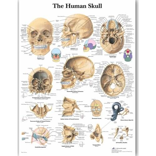 WANGART Human Anatomy Chart Poster Map Canvas Painting Wall Pictures for Medical Education Doctors Office Classroom Home Decor