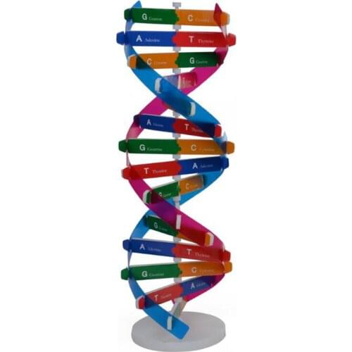 DNA Models Double Helix Science Popularization Teaching Toy DIY Human Genes Aids Science Special Tools For Kids Test Kit 2021