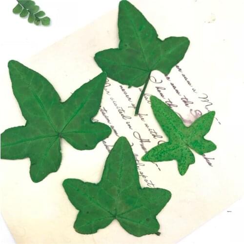 60pcs 3-6cm Pressed Dried Green Ivy Leaves Flowers Plants Herbarium For Jewelry Postcard Phone Case Photo Frame Bookmark Craft