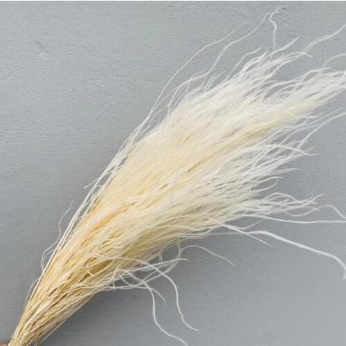 10g/lot,Natural Dried Brazilian feather grass Bouquet,Romantic feather flower Bunch for Wedding party home display Flower decor