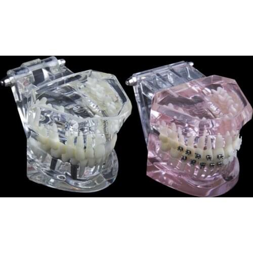 1pcs Dental lab equipment Dentist teeth anatomical model Classic Restoration Removable Model Teaching Resources