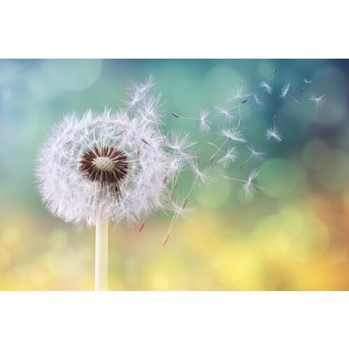 JMINE Div 5D Dandelion seeds flower Full Diamond Painting cross stitch kits art High Quality Plant 3D paint by diamonds