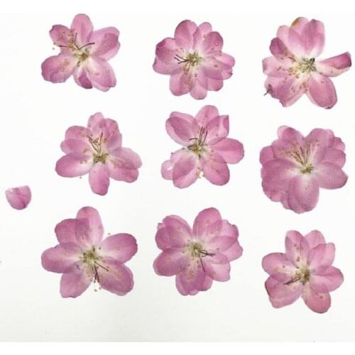 120pcs Pressed Dried Cerasus Cherry Blossoms Flower Plant Herbarium For Jewelry Photo Frame Phone Case Bookmark Making DIY