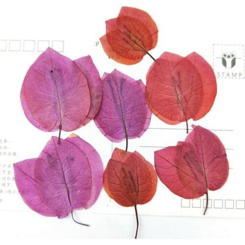 80pcs Pressed Dried Bougainvillea Glabra Plants Herbarium For Jewelry iPhone Phone Case Photo Frame DIY Making Accessories