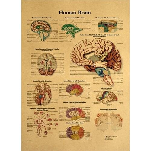 Human Body Illustration-Brain Kraft Paper Vintage Poster Classroom Museum Room Decoration Painting Home Supplies