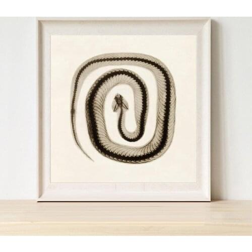 Snake Wall Decor Vintage Science Photo Illustration Poster Prints , Sepia Snake Art Canvas Painting Picture Gothic Home Decor