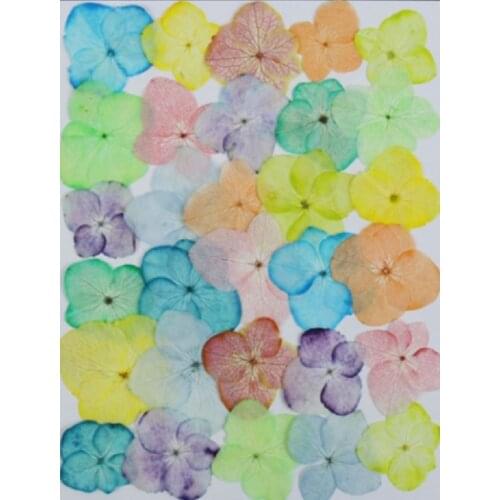 60pcs 2-3cm Pressed Dried Hydrangea Flower For Epoxy Resin Jewelry Making Bookmark Phone Case Face Makeup Nail Art DIY