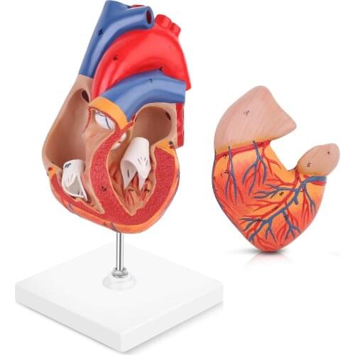 Human Heart Model 2-Part Deluxe Life Size Human Heart Anatomical Human Heart Model Anatomy Medical Teaching Tool