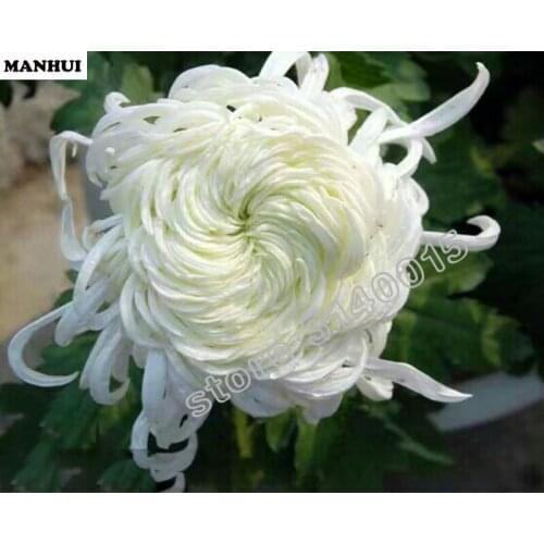 Diamond painting cross stitch Needlework 5D Spuare diamond embroidery resin diamond picture mosaic Chrysanthemum picture BEC066