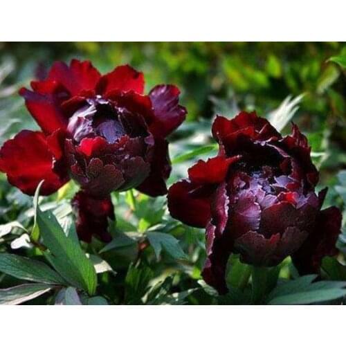 Flowers diamond painting peony full bead embroidery mosaic stitch diamond dotz rhinestone picture puzzle toys drawing wall decor