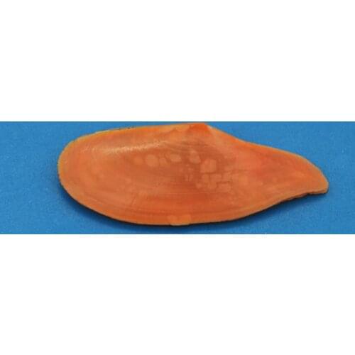 Natural conch shell rare specimen snail lightning snail fish tank aquarium landscape decoration home collection ornaments