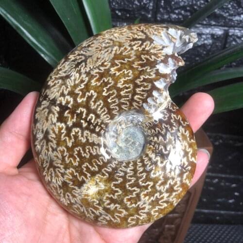 Natural Crystals Quartz Jade Shell Fossil Specimen Ore Freeform Energy Reiki Stone Aquarium Home Decoration Accessories Gemstone