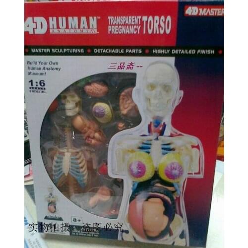 PREGNANCY WOMAN TORSO ANATOMY 1 : 6 MODEL science toy educational model