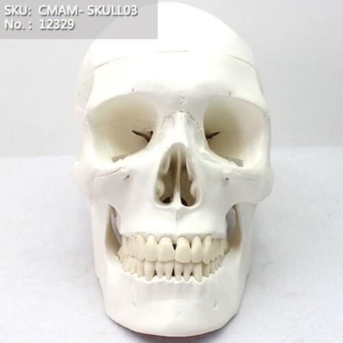CMAM/12329 Skull, Europen shape, Plastic Skull Medical Anatomical Model