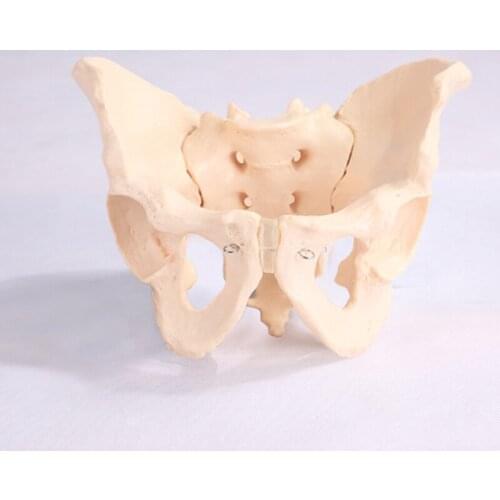 BIX-A1035 Men And Female Pelvic Structure Mode