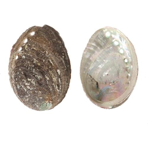 Natural Abalone Shells Seashells Home Aquarium Landscape DIY Nautical Decor Soap Holder 10-14cm Craft Collectable Jewelry Holder