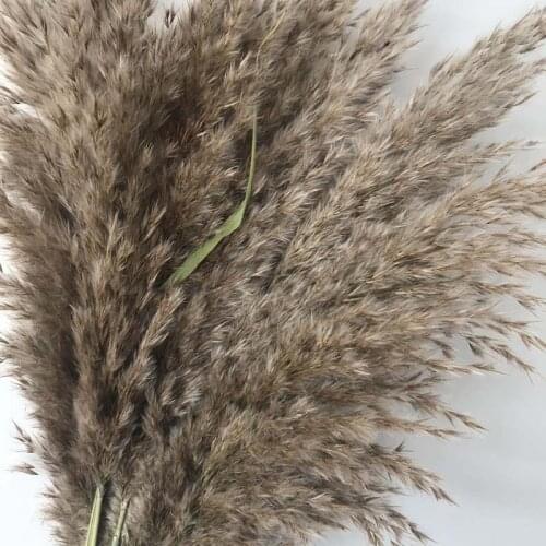 Length45CM/Flower Ear 15~30CM,12PCS Real Dried Pampas Grass Natural Reed Flowers,Dry Phragmites Small Bulrush Bouquet,Home Decor