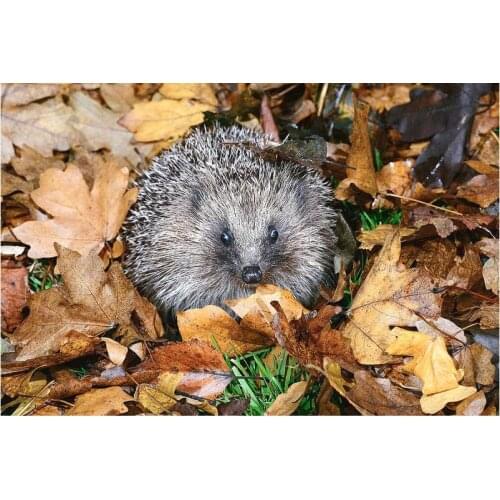 Diamond Mosaic full Square Diamond Embroidery Hedgehog and leaves Diy Diamond Painting Cross Stitch Rhinestones Handwork Kits