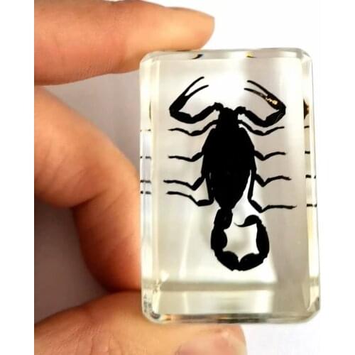 Fashion Black Gothic mini Scorpion King Insect Taxidermy Embedding Vogue paperweight
