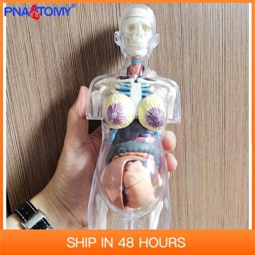 41 Parts Assembled Human Model Medical Skull Skeleton4D Translucent Female ANATOMY TORSO Body Women Pregnancy Pregnant Manikins