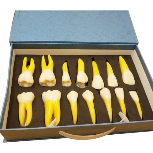 NEW 4 Times Permanent Anatomical / (Right 14) whole teeth model