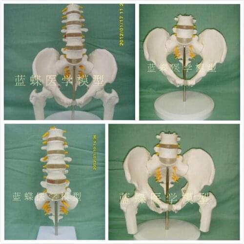 Human lumbar skeleton model 1:1 Five lumbar spine with tailbone educational model spine Pelvic nerve