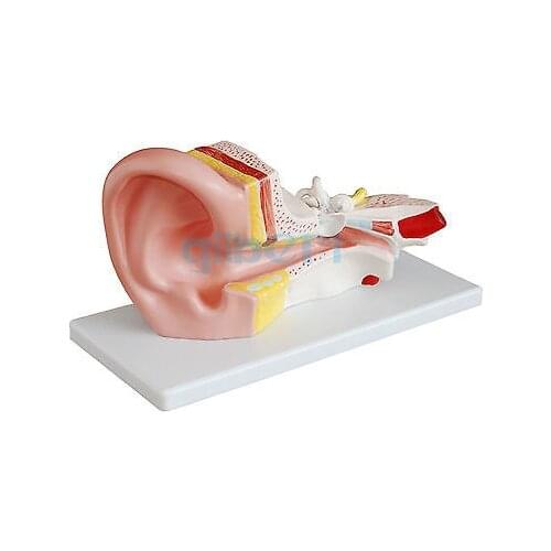 3X Life Size Human Ear Anatomy Medical Model in 2 Part Removable Sections