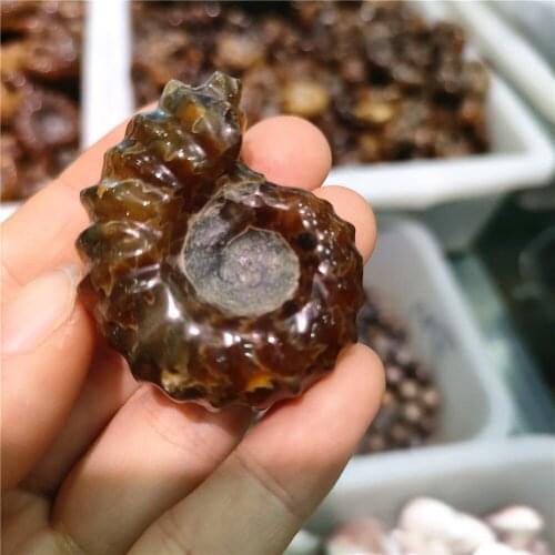 2pcs Natural Ammonite Fossil Stone Crioceras Mineral Specimen Claw Fossil Specimen Collections Gifts